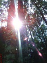 sun / ***