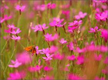 Of moth and summer / ***