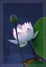 From a series of lotuses / ***