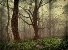 But for the mists spring ... / *******