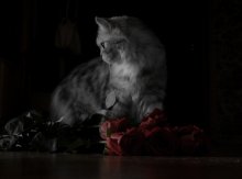 Untitled / ***