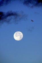 Moon, moon ... / ***
