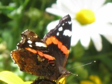 Butterfly / ***