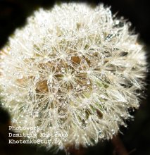 Dandelion / ***