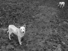 two white homeless dogs are harmless / ***