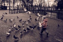 go for the pigeons / ***