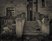 old house and his cat / ***