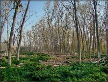 Brave forest / Toronto Outer Harbour, Tommy Thompson Park