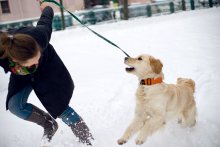 lady with the dog / ***