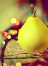 Christmas Pear / ............................................................