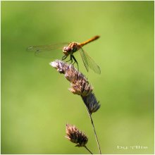 dragonfly / ***
