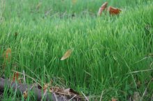 grass near the house) / ***