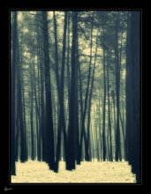 the memory of trees / ..........................................................