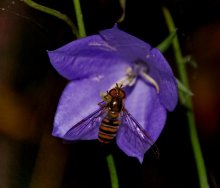 striped MUCH )))... / ***