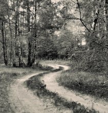 along the paths of the forest ... / ***