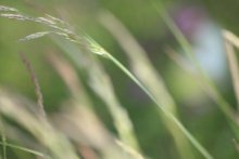 Vague memories of summer / ******