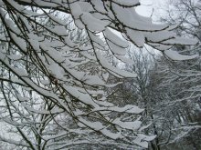 Sitting on the branches / ***