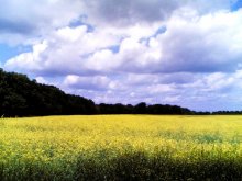 zhovto-blakytna grace ... / ***