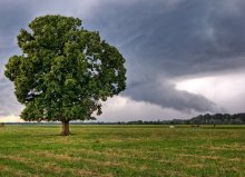 Old linden tree / ........
