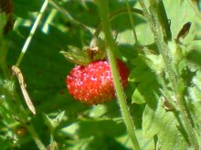 Zemlyanichka / *****