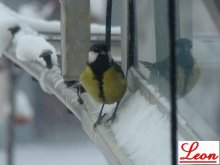 Birds / ***