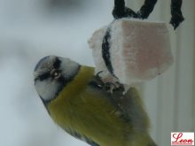 Birds / ***