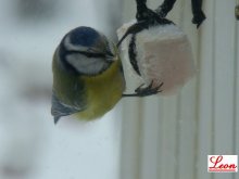 Birds / ***