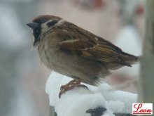 Birds / ***