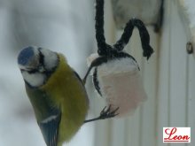 Birds / ***
