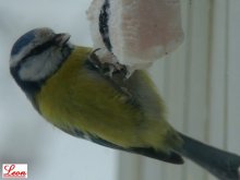 Birds / ***