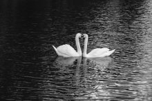 Swans / ***