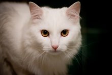 cat / ***