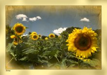 SUNFLOWER / *****