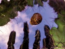 in the web ... / ***