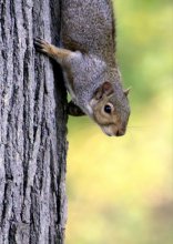 What did you bring me? / ***