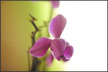 Orchid / .............