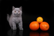Oranges / ***