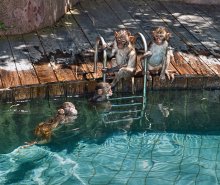 Bathing the younger group / ***