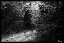 Where the trail used to be / ***