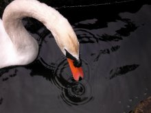 Swan / ***