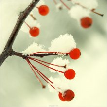 [ Winter Fruit *2 ] / ***