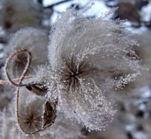 HOARFROST / ***