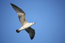 Seagull in flight / ***