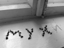 Flies / ***