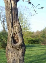 in his prime ... / ......