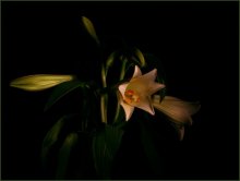 Lilies / #$$$#@