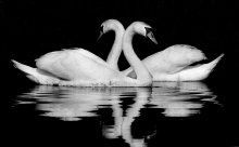 Swan story / ***