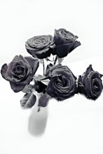 Tenderness / ***