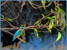 Common Kingfisher (Meeting on the hunt-2) / ***