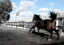 Unbridled Power. / ..................